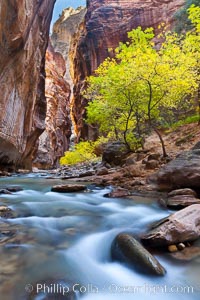 Yellow cottonwood trees in autumn, fall colors in the Virgin River Narrows in Zion National Park