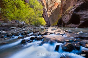 Yellow cottonwood trees in autumn, fall colors in the Virgin River Narrows in Zion National Park