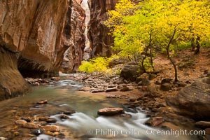 The Virgin River flows by autumn cottonwood trees, part of the Virgin River Narrows.  This is a fantastic hike in fall with the comfortable temperatures, beautiful fall colors and light crowds, Zion National Park, Utah