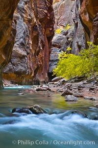 The Virgin River flows by autumn cottonwood trees, part of the Virgin River Narrows.  This is a fantastic hike in fall with the comfortable temperatures, beautiful fall colors and light crowds, Zion National Park, Utah