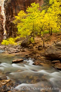 Yellow cottonwood trees in autumn, fall colors in the Virgin River Narrows in Zion National Park.