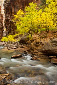 Yellow cottonwood trees in autumn, fall colors in the Virgin River Narrows in Zion National Park