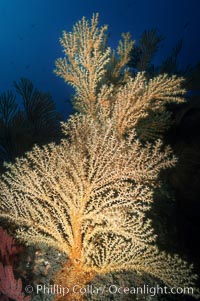 Parasitic zoanthid anemones (yellow) cover dead/dying brown gorgonian. Eagle Rock.