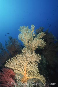 Parasitic zoanthid anemones (yellow) cover dead/dying brown gorgonian. Eagle Rock, Muricea fruticosa, Parazoanthus lucificum, Savalia lucifica, Catalina Island