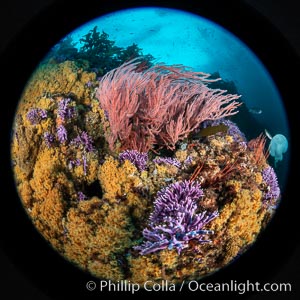 Red gorgonian Leptogorgia chilensis, purple hydrocoral Stylaster californicus, and yellow zoanthid anemone Epizoanthus giveni, at Farnsworth Banks, Catalina Island