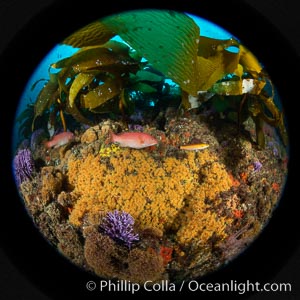 The rare yellow zoanthid anemone Epizoanthus giveni, in large aggregations on the Yellow Wall at Farnsworth Banks, Catalina Island, Epizoanthus giveni