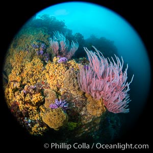 Red gorgonian Leptogorgia chilensis, purple hydrocoral Stylaster californicus, and yellow zoanthid anemone Epizoanthus giveni, at Farnsworth Banks, Catalina Island, Leptogorgia chilensis, Lophogorgia chilensis, Allopora californica, Stylaster californicus, Epizoanthus giveni