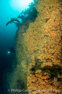 The rare yellow zoanthid anemone Epizoanthus giveni, in large aggregations on the Yellow Wall at Farnsworth Banks, Catalina Island, Epizoanthus giveni