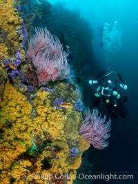 Red gorgonian Leptogorgia chilensis, purple hydrocoral Stylaster californicus, and yellow zoanthid anemone Epizoanthus giveni, at Farnsworth Banks, Catalina Island, Leptogorgia chilensis, Lophogorgia chilensis, Allopora californica, Stylaster californicus, Epizoanthus giveni