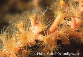 Zoanthid anemones. Santa Barbara Island, California, USA, natural history stock photograph, photo id 04743