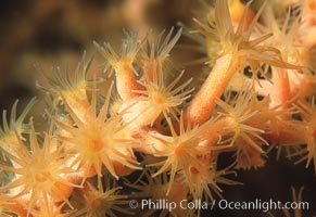 Zoanthid anemones, Santa Barbara Island