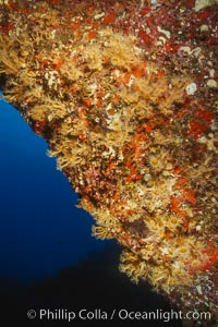 Zoanthid anemones on rocky reef, Guadalupe Island (Isla Guadalupe)