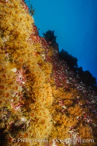 Zoanthid anemones on rocky reef, Guadalupe Island, Guadalupe Island (Isla Guadalupe)