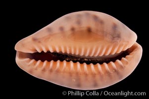 Zoned Cowrie, Cypraea zonaria