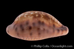 Zoned Cowrie., Cypraea zonaria, natural history stock photograph, photo id 08575