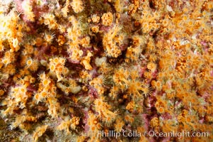 Zoanthid anemones cover the underside of a rock ledge.  Butterfly Cove, Guadalupe Island, Guadalupe Island (Isla Guadalupe)