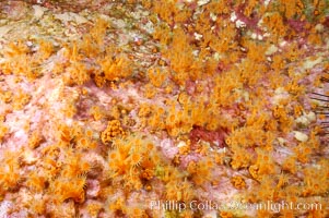 Zoanthid anemones cover the underside of a rock ledge.  Butterfly Cove, Guadalupe Island, Guadalupe Island (Isla Guadalupe)