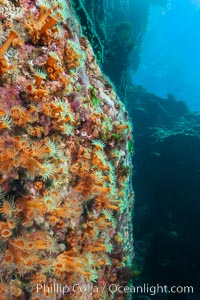 Zoanthid anemones cover the underside of a rock ledge.  Butterfly Cove, Guadalupe Island, Guadalupe Island (Isla Guadalupe)