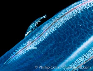 Zooplankton, San Diego, California