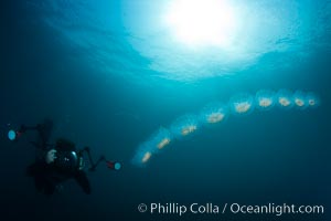 Diver along chain of pelagic zooplankton, open ocean, underwater, Cyclosalpa affinis, San Diego, California