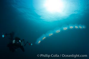Diver along chain of pelagic zooplankton, open ocean, underwater, Cyclosalpa affinis, San Diego, California