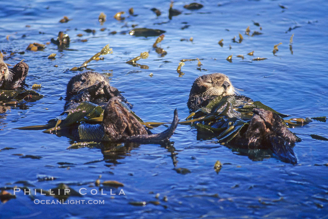 Sea otter resting amidst Macrocystis pyrifera kelp. Monterey, California, USA, Enhydra lutris, Macrocystis pyrifera, natural history stock photograph, photo id 01289