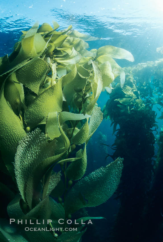 Kelp canopy. San Clemente Island, California, USA, natural history stock photograph, photo id 03062