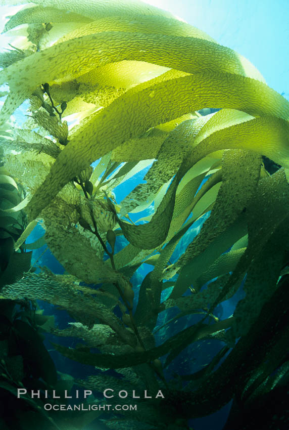 Kelp canopy. San Clemente Island, California, USA, natural history stock photograph, photo id 03066