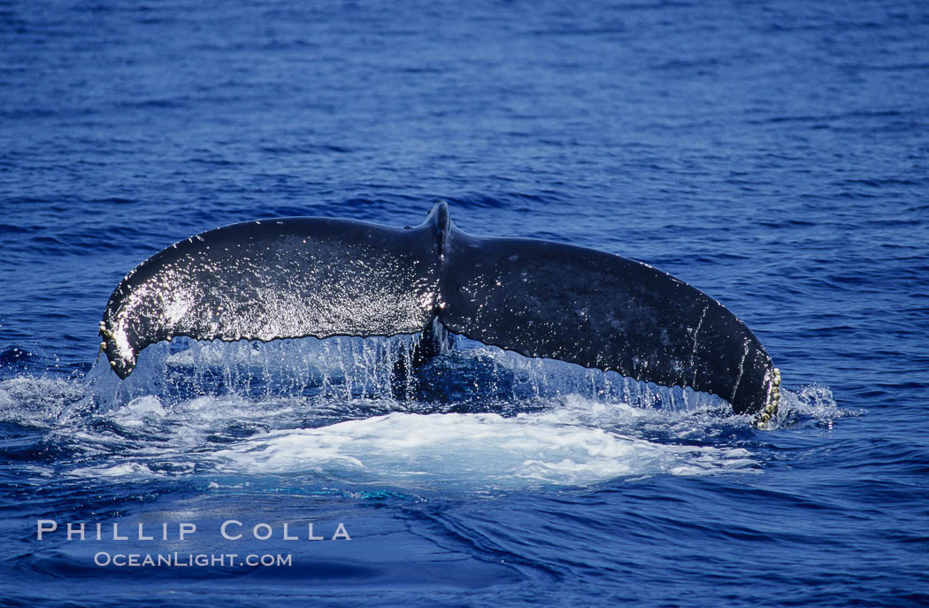 North Pacific humpback whale, fluke raised prior to dive. Maui, Hawaii, USA, Megaptera novaeangliae, natural history stock photograph, photo id 05890