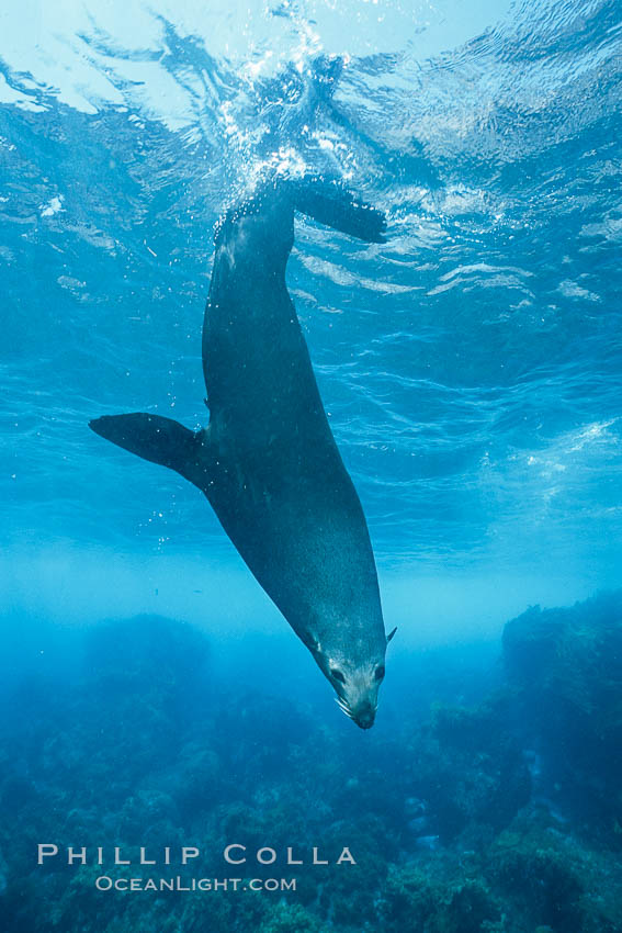 Guadalupe fur seal, adult male, resting underwater, Guadalupe Island, Arctocephalus townsendi, Mexico (E. Pacific). Guadalupe Island (Isla Guadalupe), Baja California, natural history stock photograph, photo id 06273