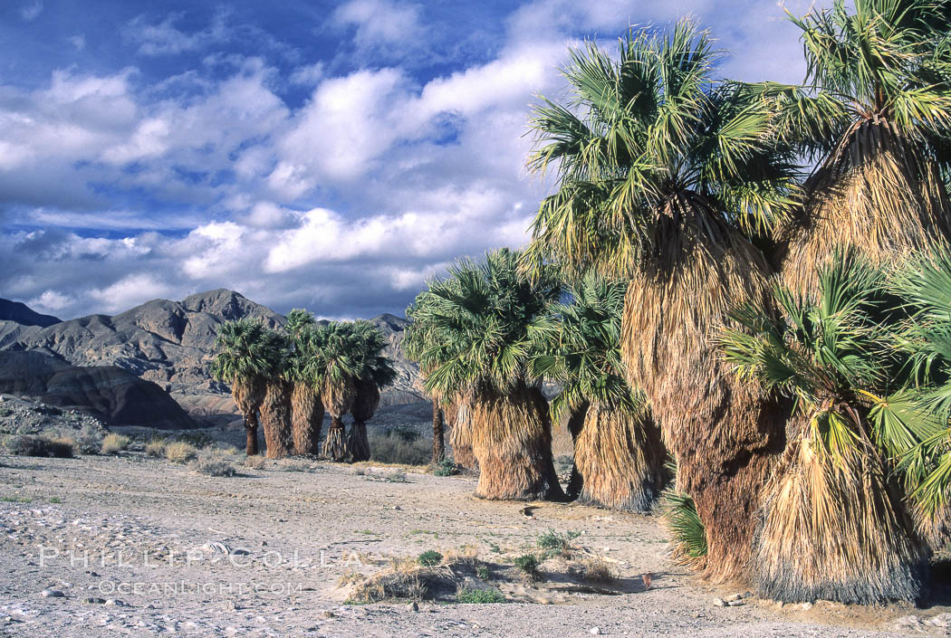 Seventeen Palms Oasis, Borrego Badlands. Anza-Borrego Desert State Park, Borrego Springs, California, USA, natural history stock photograph, photo id 05538