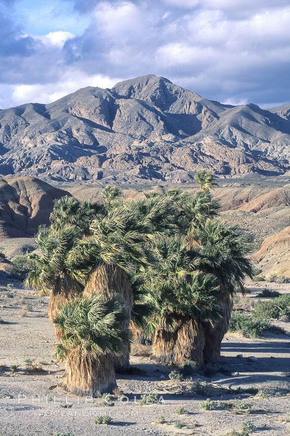 Seventeen Palms Oasis, Borrego Badlands. Anza-Borrego Desert State Park, Borrego Springs, California, USA, natural history stock photograph, photo id 05542