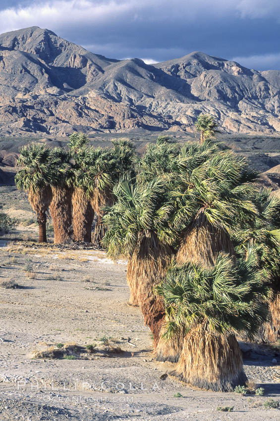 Seventeen Palms Oasis, Borrego Badlands. Anza-Borrego Desert State Park, Borrego Springs, California, USA, natural history stock photograph, photo id 05539