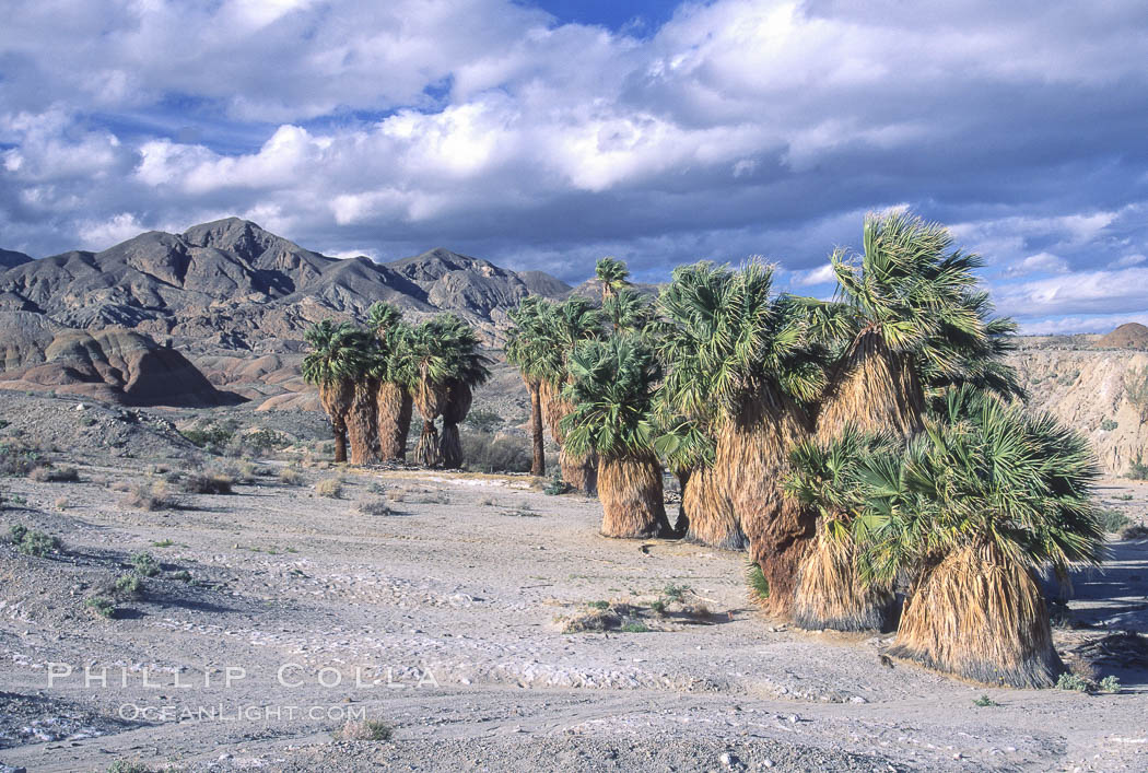 Seventeen Palms Oasis, Borrego Badlands. Anza-Borrego Desert State Park, Borrego Springs, California, USA, natural history stock photograph, photo id 05537