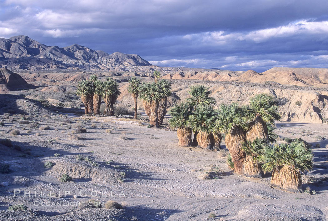 Seventeen Palms Oasis, Borrego Badlands. Anza-Borrego Desert State Park, Borrego Springs, California, USA, natural history stock photograph, photo id 05541