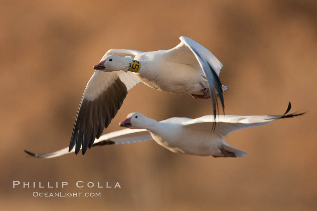 Snow goose bearing neck and leg research ID tags, in flight. Bosque Del Apache, Socorro, New Mexico, USA, Chen caerulescens, natural history stock photograph, photo id 26209