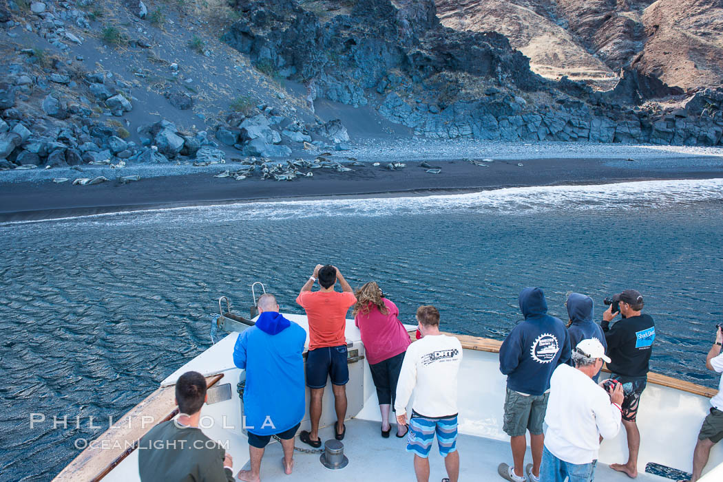 Viewing northern elephant seals along the beach, from the vessel Horizon, at Guadalupe Island. Guadalupe Island (Isla Guadalupe), Baja California, Mexico, natural history stock photograph, photo id 28776