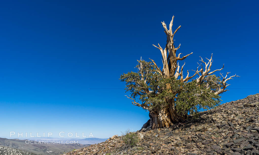  Ancient Bristlecone Pine Forest, White Mountains, Inyo National Forest, California, USA, Pinus longaeva, natural history stock photograph, photo id 29313