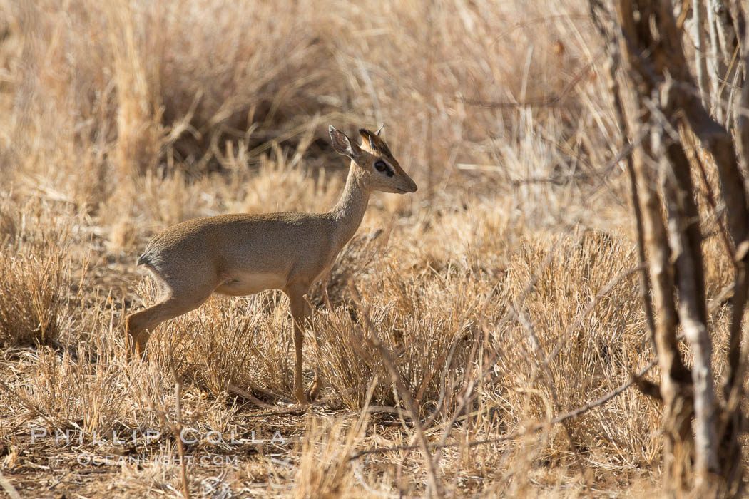 Gunther's dik dik, Meru National Park, Kenya., Madoqua guentheri, natural history stock photograph, photo id 29746