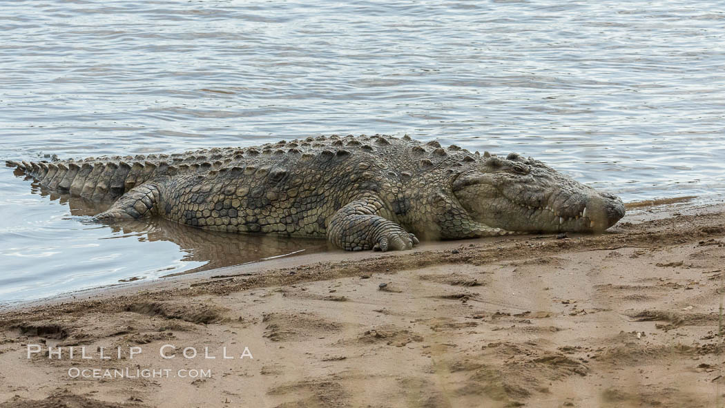 Nile crocodile, Maasai Mara, Kenya. Maasai Mara National Reserve, Crocodylus niloticus, natural history stock photograph, photo id 29855