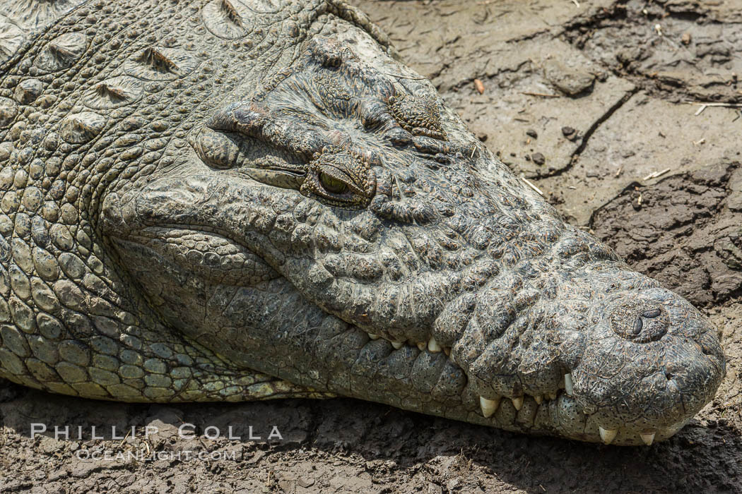 Nile crocodile, Maasai Mara, Kenya. Maasai Mara National Reserve, Crocodylus niloticus, natural history stock photograph, photo id 29906