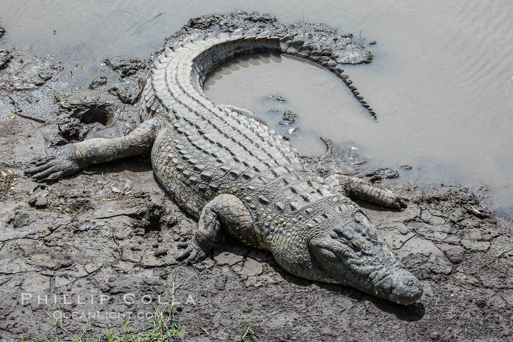 Nile crocodile, Maasai Mara, Kenya., Crocodylus niloticus, natural history stock photograph, photo id 29908