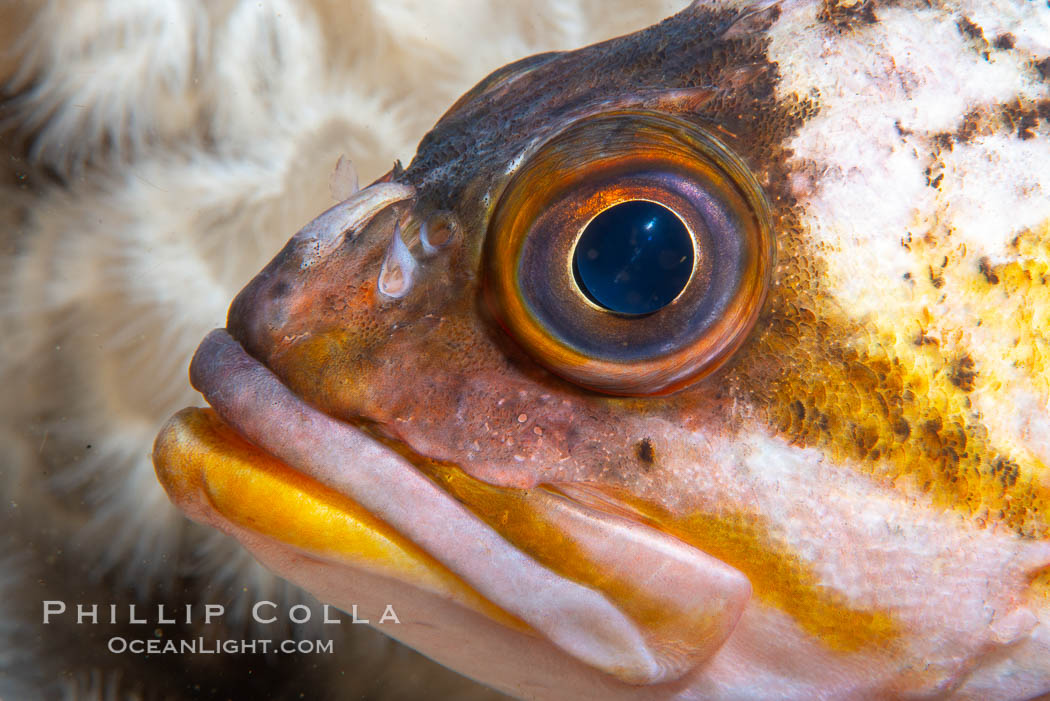 Rockfish, Browning Pass, Vancouver Island, Canada. British Columbia, natural history stock photograph, photo id 35375