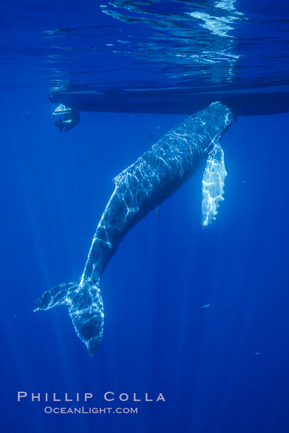 Humpback whale, abandoned calf alongside University of Hawaii research boat.  This young calf lived only a few days after being abandoned or separated from its mother, and was eventually attacked by tiger sharks. Maui, USA, Megaptera novaeangliae, natural history stock photograph, photo id 05979