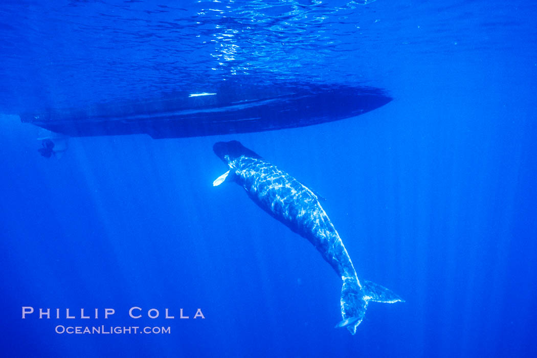 Humpback whale, abandoned calf alongside Hawaii Whale Research Foundation research boat. This young calf lived only a few days after being abandoned or separated from its mother, and was eventually attacked by tiger sharks. Maui, USA, Megaptera novaeangliae, natural history stock photograph, photo id 05983