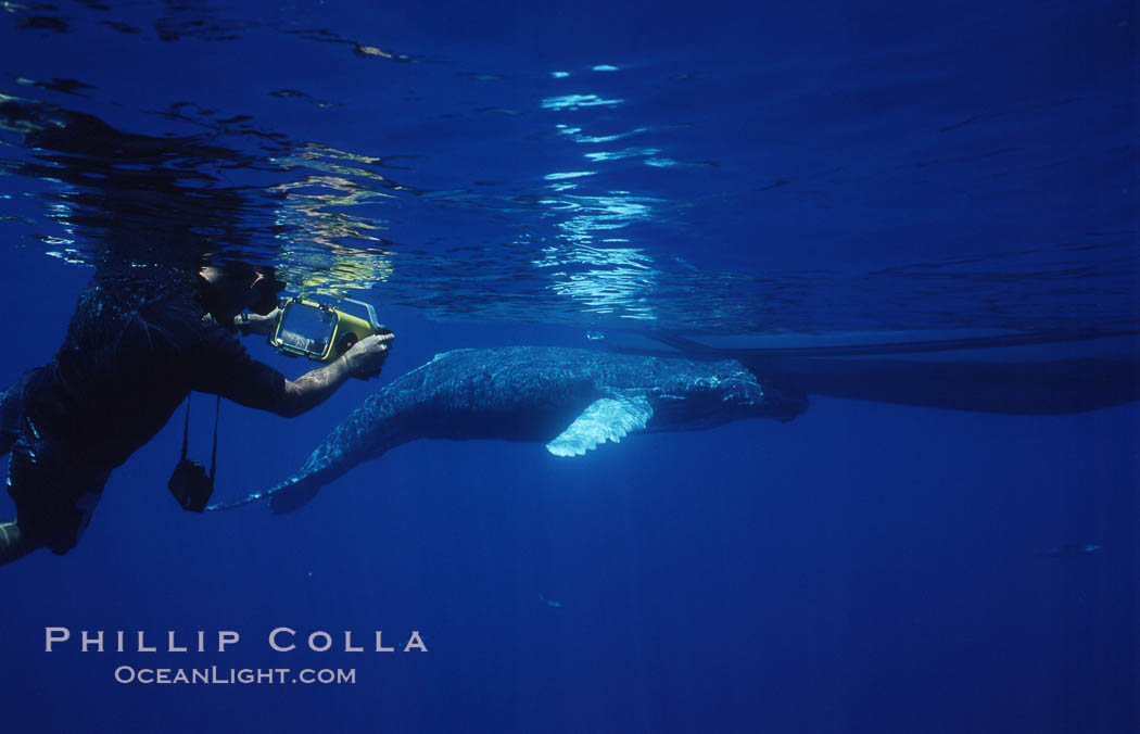 Humpback whale, abandoned calf alongside UH research boat, UH research diver visible. Maui, Hawaii, USA, Megaptera novaeangliae, natural history stock photograph, photo id 05977