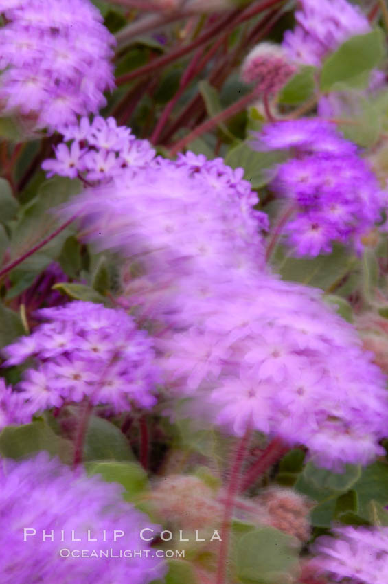 Sand verbena blooms in spring in Anza Borrego Desert State Park.  Sand verbena blooms throughout the Colorado Desert following rainy winters. Anza-Borrego Desert State Park, Borrego Springs, California, USA, Abronia villosa, natural history stock photograph, photo id 10498