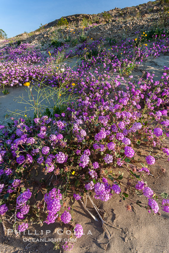 Sand verbena carpets sand dunes and washes in Anza Borrego Desert State Park.  Sand verbena blooms throughout the Colorado Desert following rainy winters. Anza-Borrego Desert State Park, Borrego Springs, California, USA, Abronia villosa, natural history stock photograph, photo id 20487