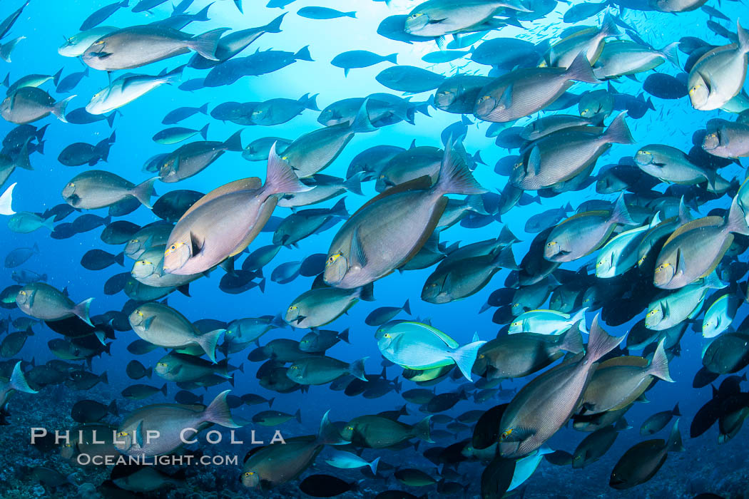 Acanthurus mata, Elongate or yellowmask surgeonfish, Fiji., natural history stock photograph, photo id 34892