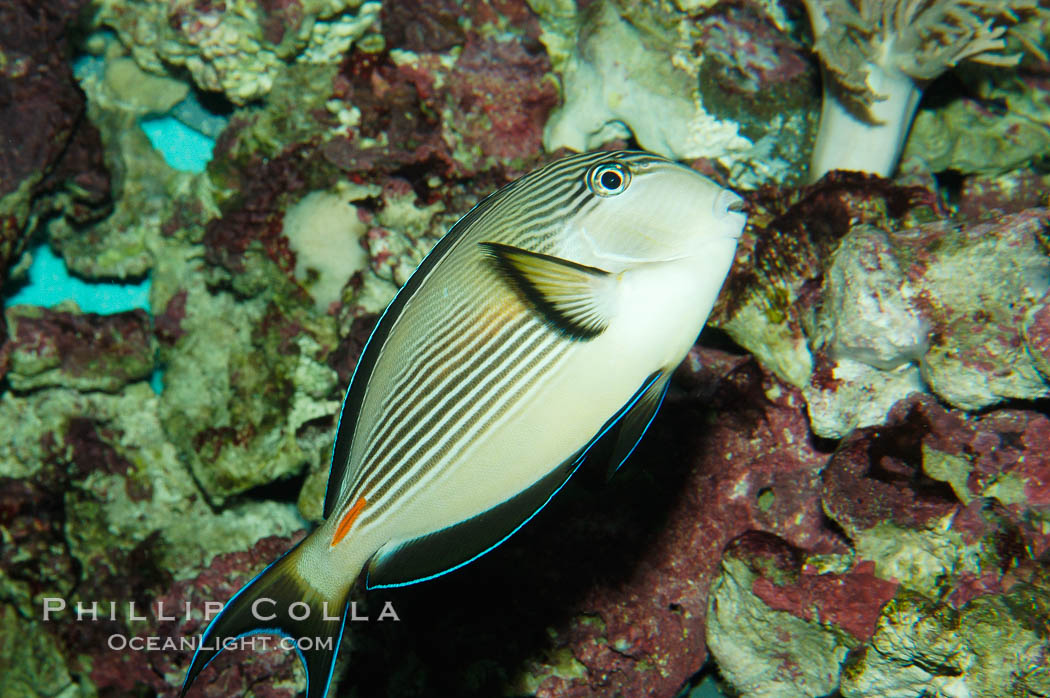 Arabian surgeonfish., Acanthurus sohal, natural history stock photograph, photo id 08654